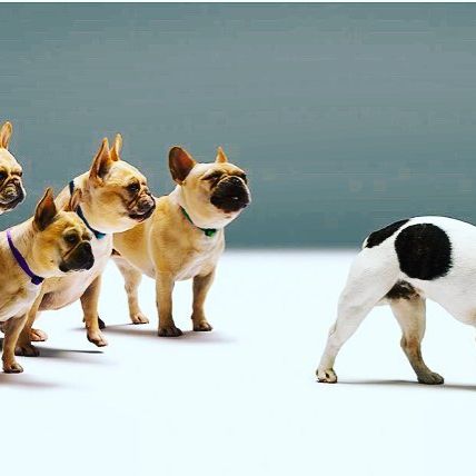 GluGluDog 3